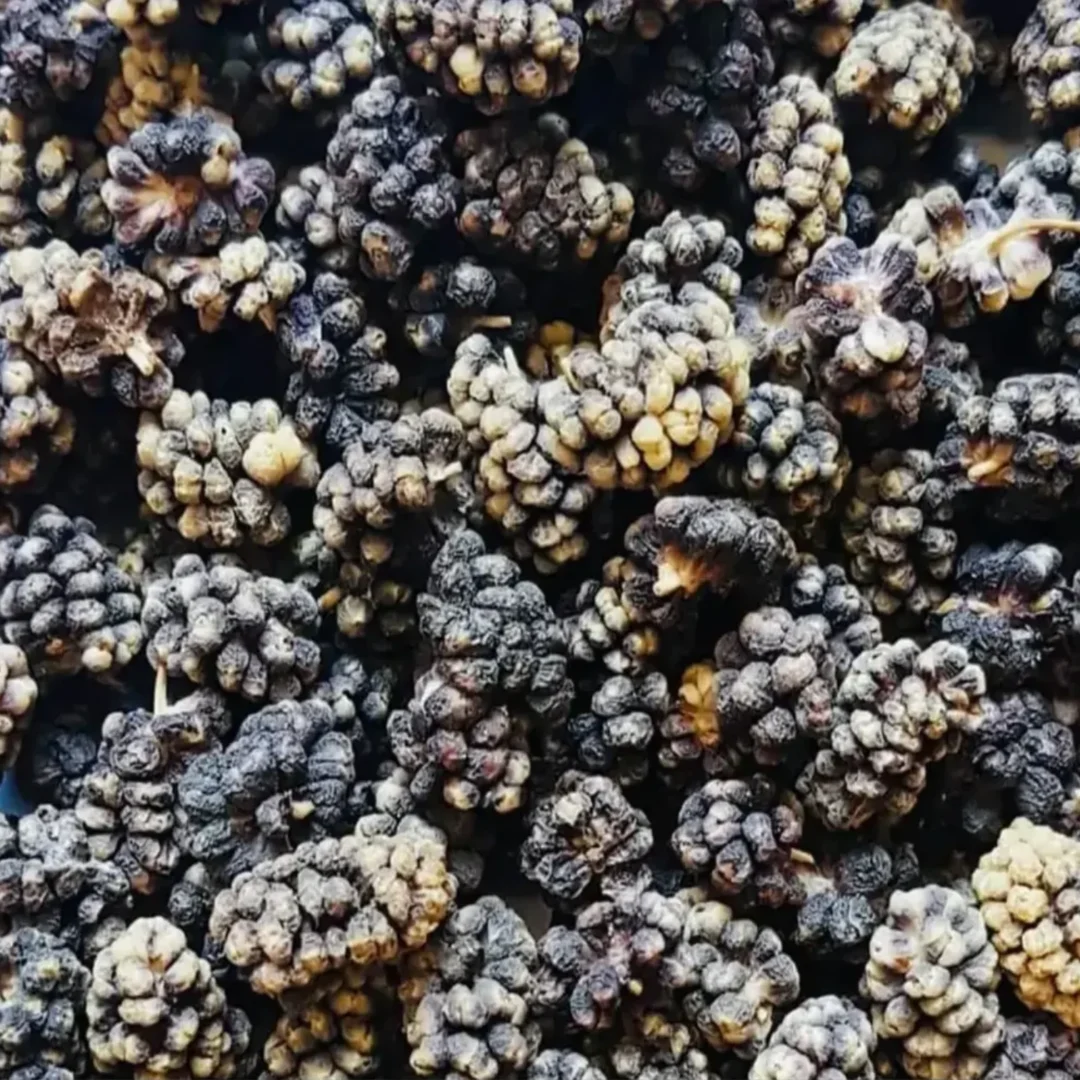 Mulberry1
