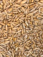 Zohra Signature Afghan Golden Pine Nuts (Jalghoza) – Roasted & Salted, 1kg - Image 5