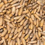 Zohra Signature Afghan Golden Pine Nuts (Jalghoza) – Roasted & Salted, 1kg