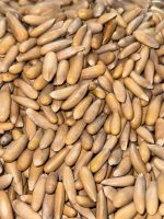 Zohra Signature Afghan Golden Pine Nuts (Jalghoza) – Roasted & Salted, 1kg