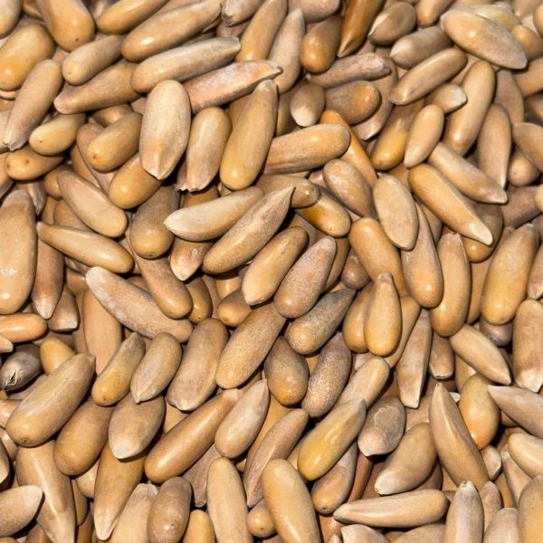 1KG Zohra Signature Roasted & Salted Golden Pine Nuts Afghanistan Jalghoza Jalghoze Snacking Gifting Premium Cooking Authentic Afghanistan Taste